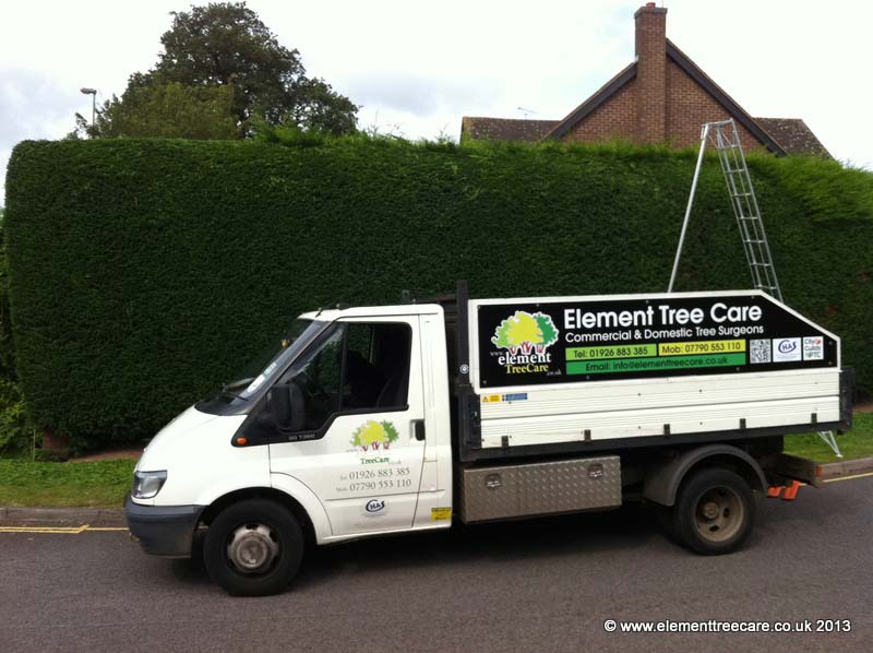 Element tree care gallery tree doctor pictures at work
